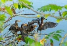 regional mobile call analysis