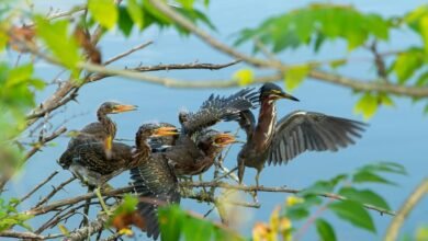 regional mobile call analysis