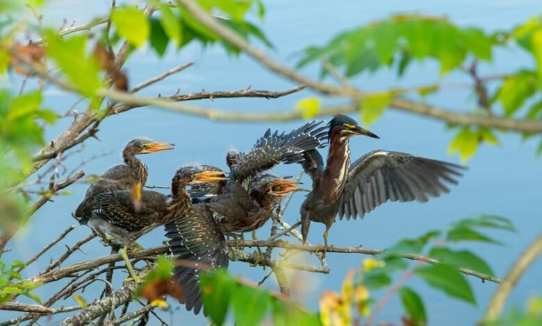 regional mobile call analysis